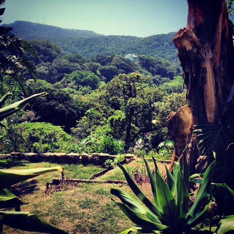 Hostel Jungle Monkey Backpackers Port Saint Johnʼs Exteriér fotografie